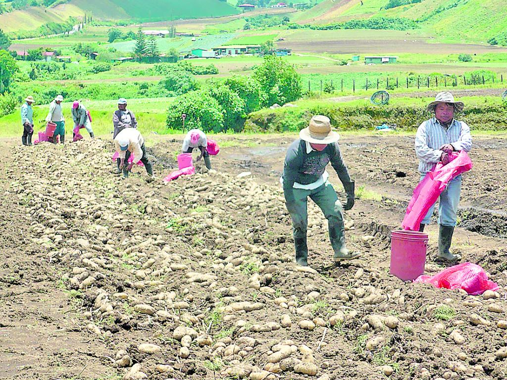 Cosecha. Durante todo el año se cultiva la papa.(DAMARIS FLORES)