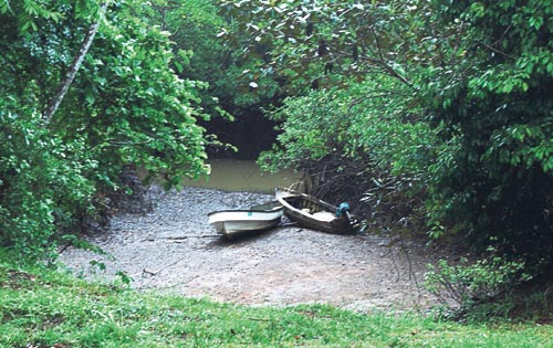 <p>El sendero. En él se observa la diversidad de flora y fauna. </p>