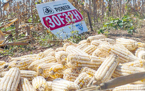 <p>Cultivo. Producción de maíz blanco.</p>