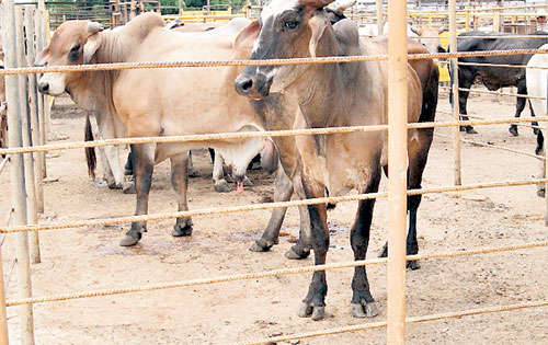 <p>Genética. Entre otros se subastaron toros cebú.</p>