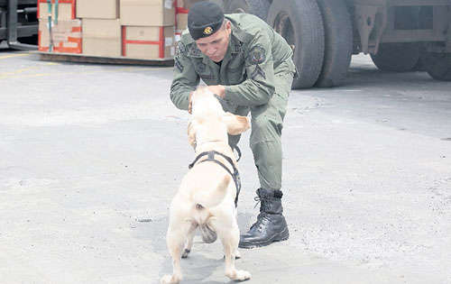 <p>Puntos. La unidad de explosivos laboran en aeropuertos.</p>