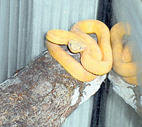 <p>Mantenimiento. Alimentar a las serpientes es costosa.</p>