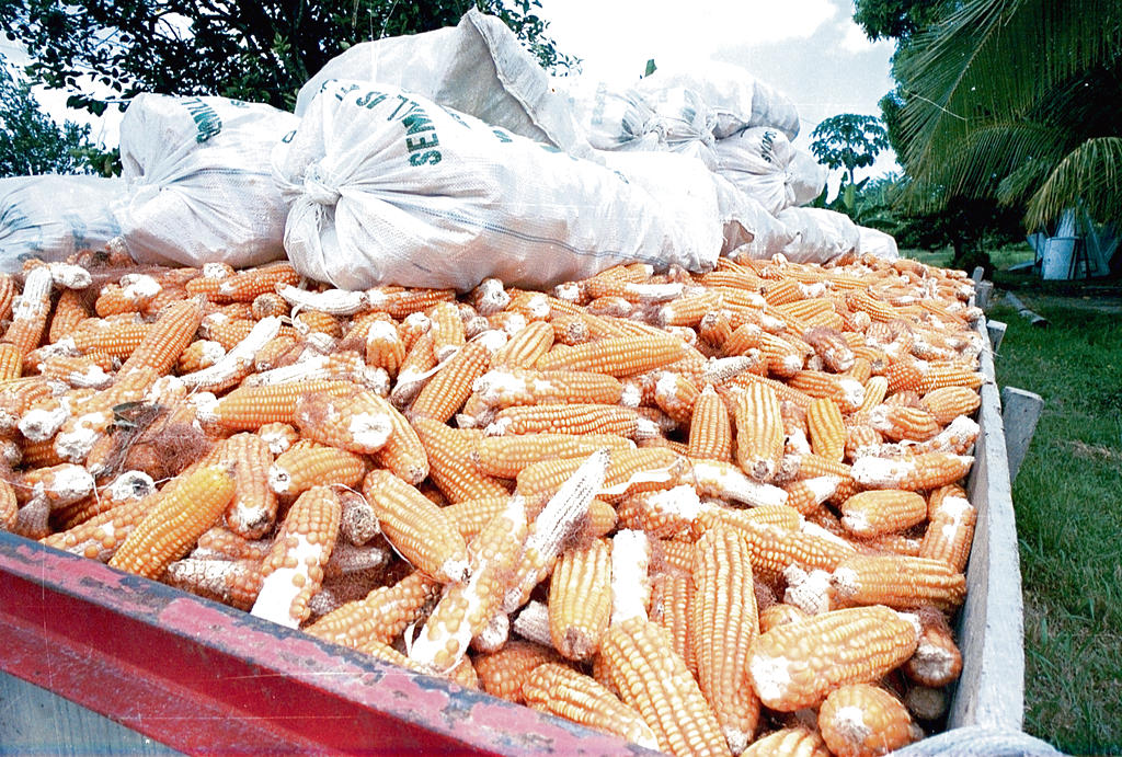 Maíz. El grano es uno por los que los productores están recibiendo un pago no tan adecuado, este oscila en unos 19.00 dólares el quintal.(Archivo.)