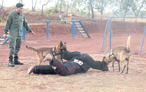 <p>Ataque. Estos perros ofrecen protección.</p>