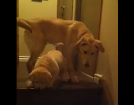 Perritos. Foto: captura de pantalla de Youtube.<br>
