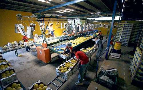 <p>Exportaciones. Frutas tropicales consolidan la preferencia.</p>