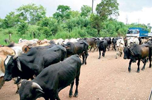 <p>Controles. Se debe ser cuidadoso con el animal enfermo.</p>