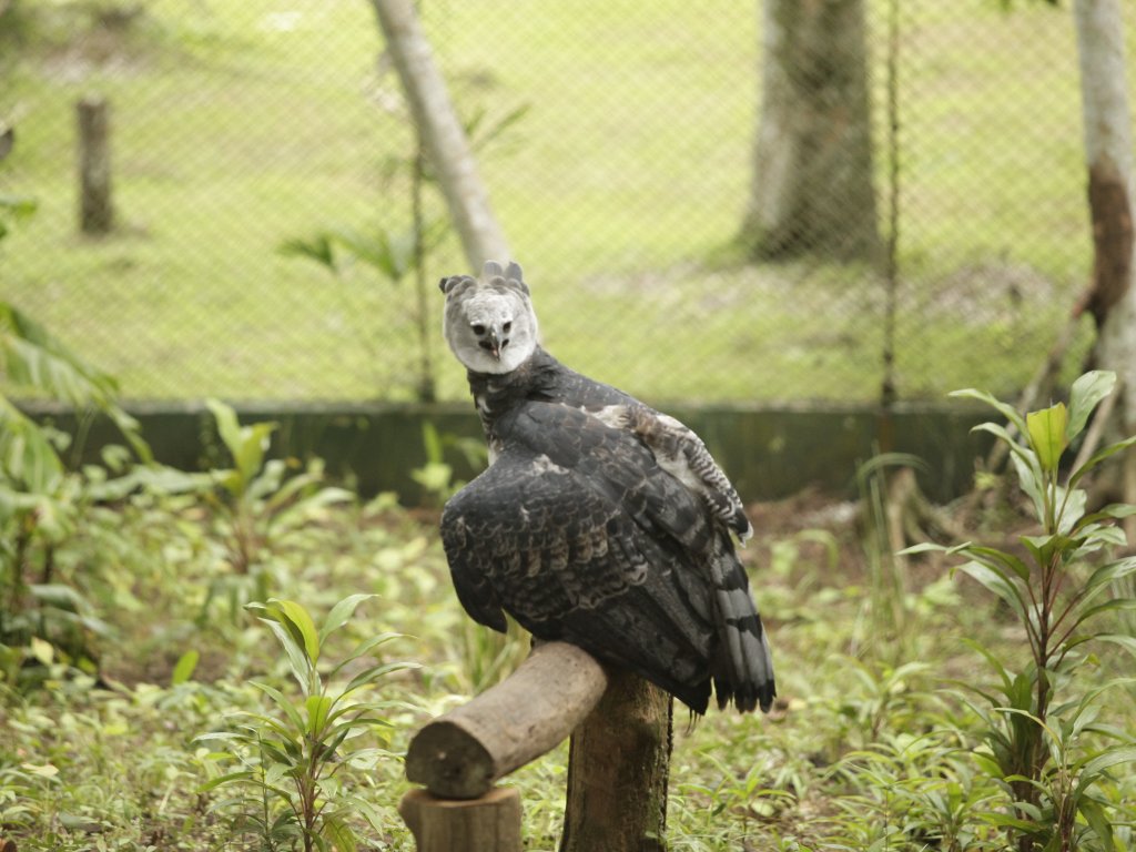 El Águila Harpía Panamá que llegó el sábado, fue presentada hoy. Foto/Abel Rodríguez.<br>