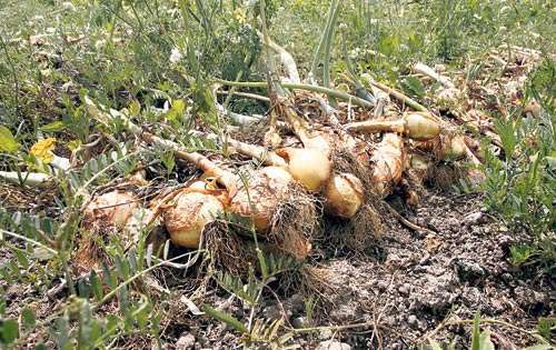 <p>Producción. Todos los años se pierden cebollas en los campos.</p>