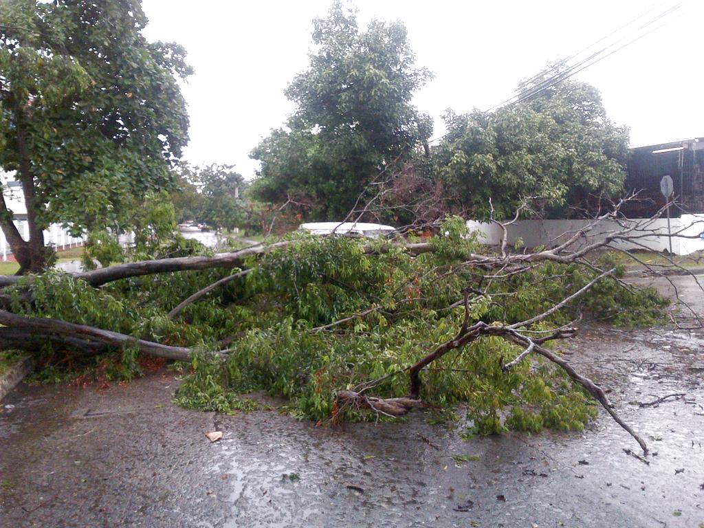 La lluvia porvocó la caída de árboles en Jardín Olímpico, corregimiento de Juan Díaz. Foto/Jesús Simmons<br>