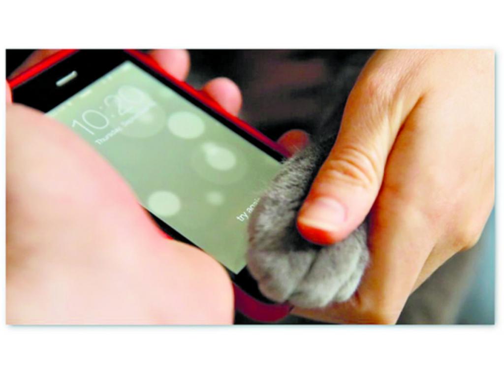Un estadounidense de Minnesota publicó el viernes en CNN iReport un video que lo muestra usando la pata de su perro chihuahua para desbloquear su teléfono. Esto representa una brecha en la seguridad del dispositivo.