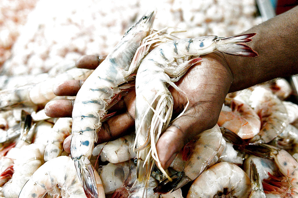 Plaga. La mancha blanca ya fue controlada en el área.(archivo)