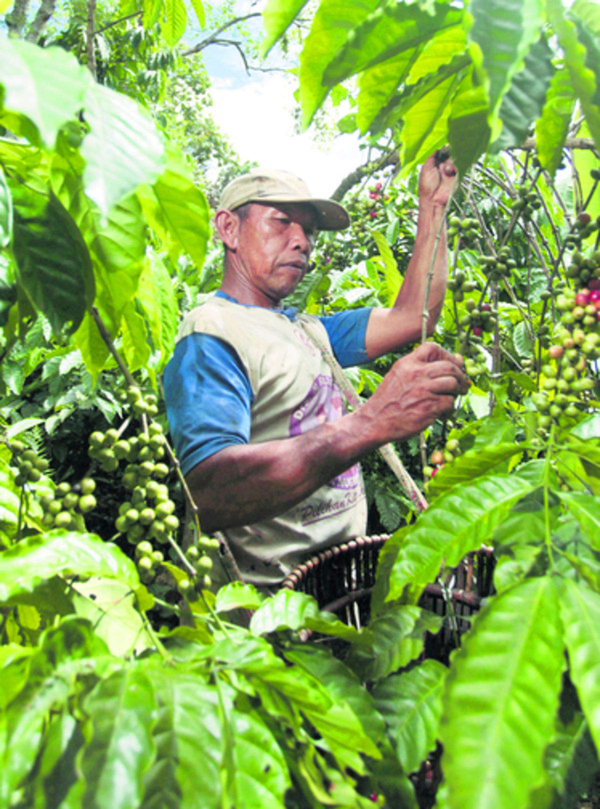 Se ha trabajado en las mejores prácticas agrícolas.(Bloomberg.)