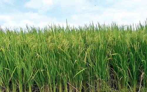 <p>Productores de Arroz de Chiriquí, esperan la ayuda del gobierno para continuar subsistiendo en la actividad. Foto/Ilustrativa<br></p>