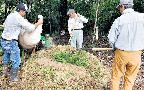 <p>Cosecha Siembra de arroz en fangueo.</p>