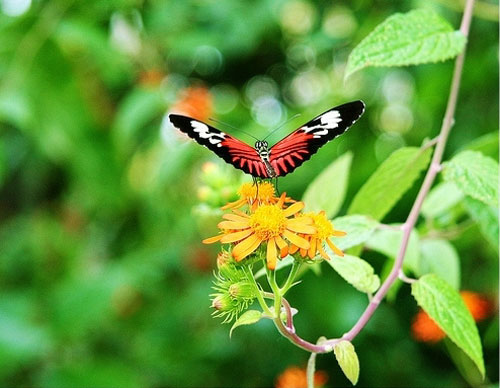 <p>Existe una estrecha relación entre mariposas y plantas.</p>