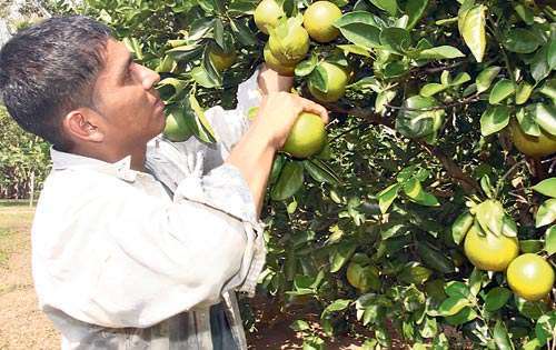 <p>Producción. Las frutas tropicales tienen buena demanda.</p>