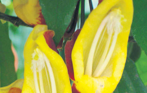 <p>Diversidad. Flor tropical en el Triángulo del Café.</p>