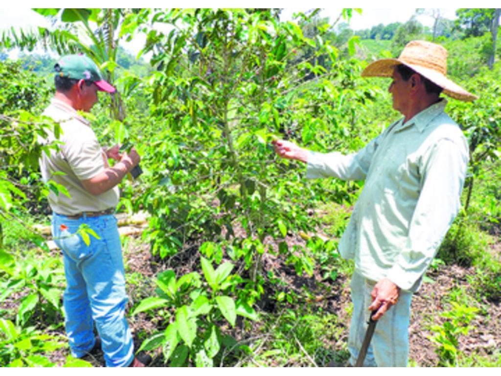 Otras de las áreas donde se cultiva café son Coclé y Capira.(Archivo.)