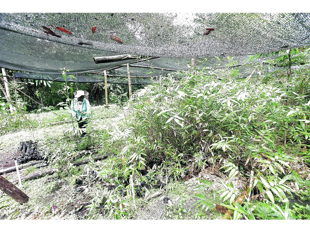 Producción. En la finca se cultiva maíz, guandú, yuca, y además cuenta con plantaciones de bambú con doble propósito.(Noriel Gutiérrez)