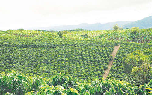 <p>Abundante. La plantación de café en la región es incalculable y de excelente aroma. </p>