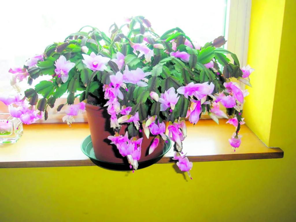 El uso de plantas naturales le da un toque decorativo a su casa, lo único, que su cuidado es mayor para mantener su belleza.()