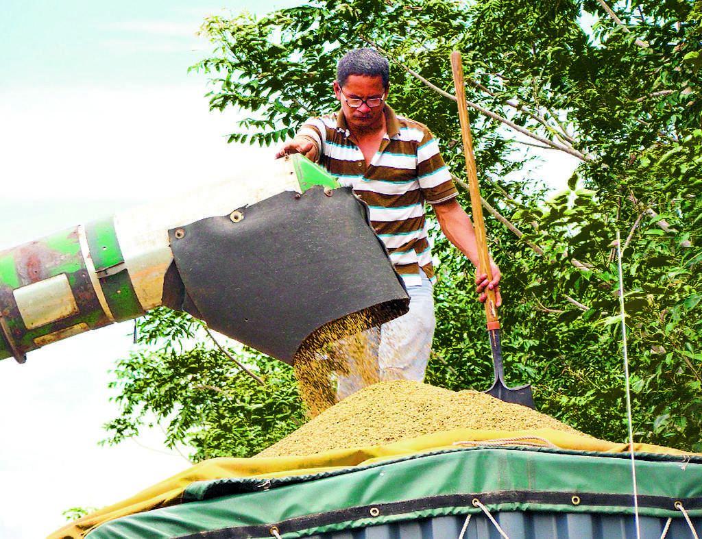 Arroz. Panamá es un gran consumidor del alimento, pero al no cubrir la demanda nacional, las autoridades recurren a las importaciones.(Archivo.)