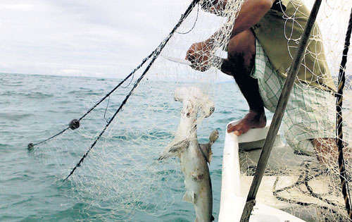 <p>Especie. Este tiburón es catalogado de baja productividad, según la FAO.</p>