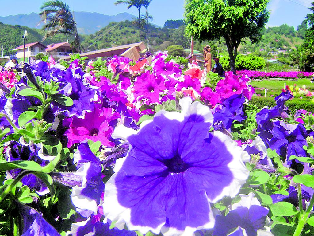 Petunias. Este año se exhiben cuatro colores matizados.(Luzmaldo Javilla.)