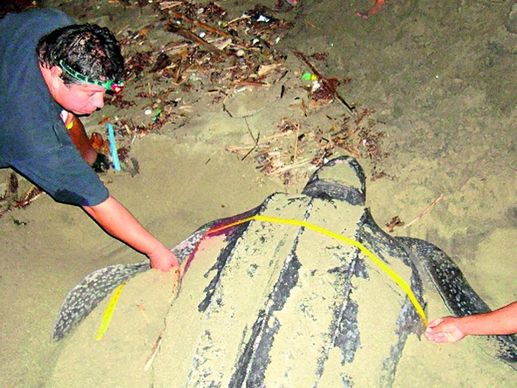 Una tortuga baula o canal ()