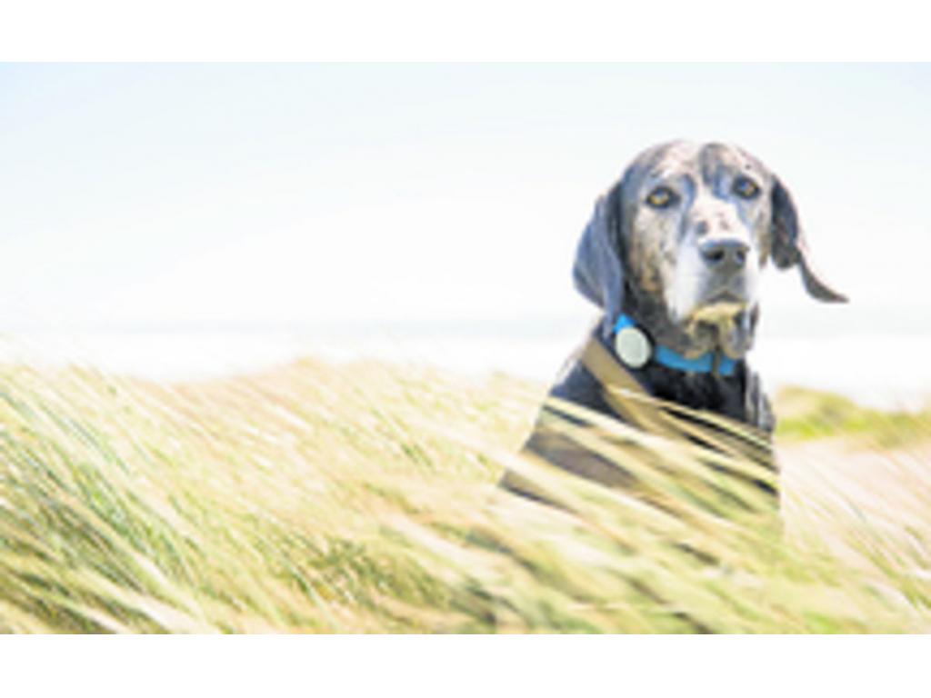 Un collar inteligente que registra la actividad diaria de nuestro animal, así como los patrones de descanso con el objetivo de informar al dueño de todo lo que hace su mascota.