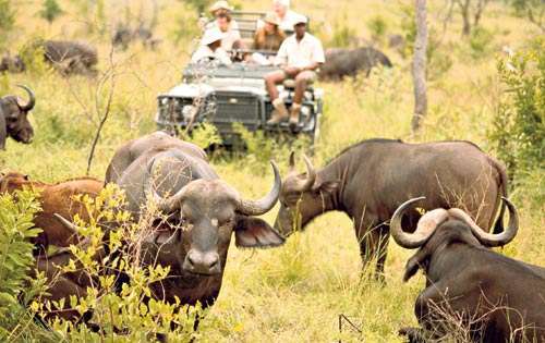 <p>Cercanía. Las manadas de búfalos y de otras especies rodean y se acercan a los vehículos de safari en Kenia.</p>
