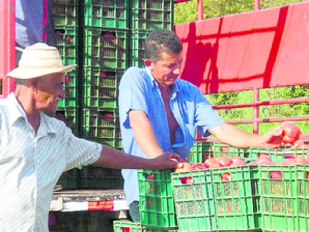 Planean que los tomates resistirán las plagas.(ARCHIVO)