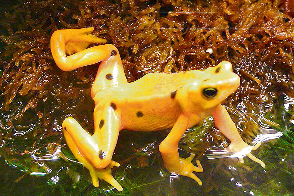 Anfibios. En Panamá existen unas 200 especies.(ARCHIVO)