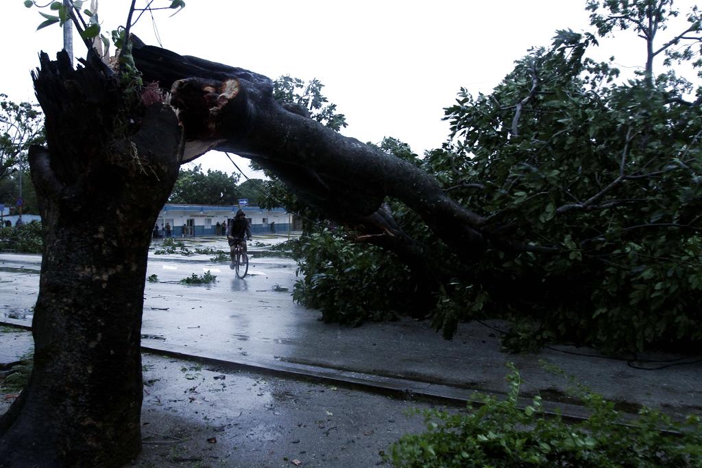 Se registraron caída de árboles. Foto/AP<br>