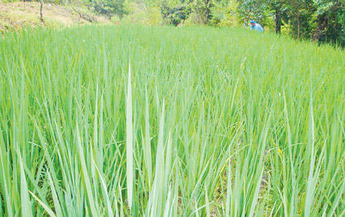 <p>Agricultura. Ahora se cuenta con abono todo el año.</p>