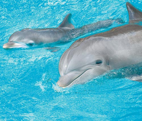 <p>Atracción. El nado con delfines nariz de botella es una de las actividades favoritas.</p>