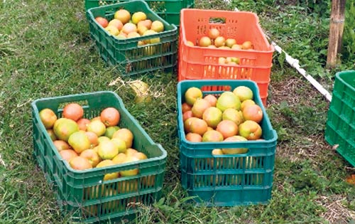 <p>Cultivo. El abono se utiliza para la siembra de tomates.</p>