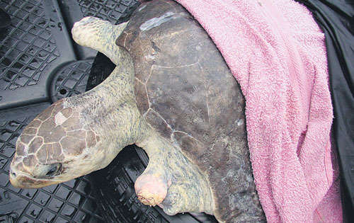 <p>La tortuga Summer.</p>