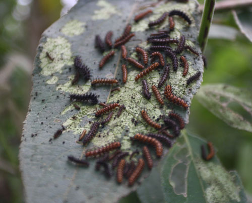 <p>Realizan su ciclo de vida en el mariposario.</p>
