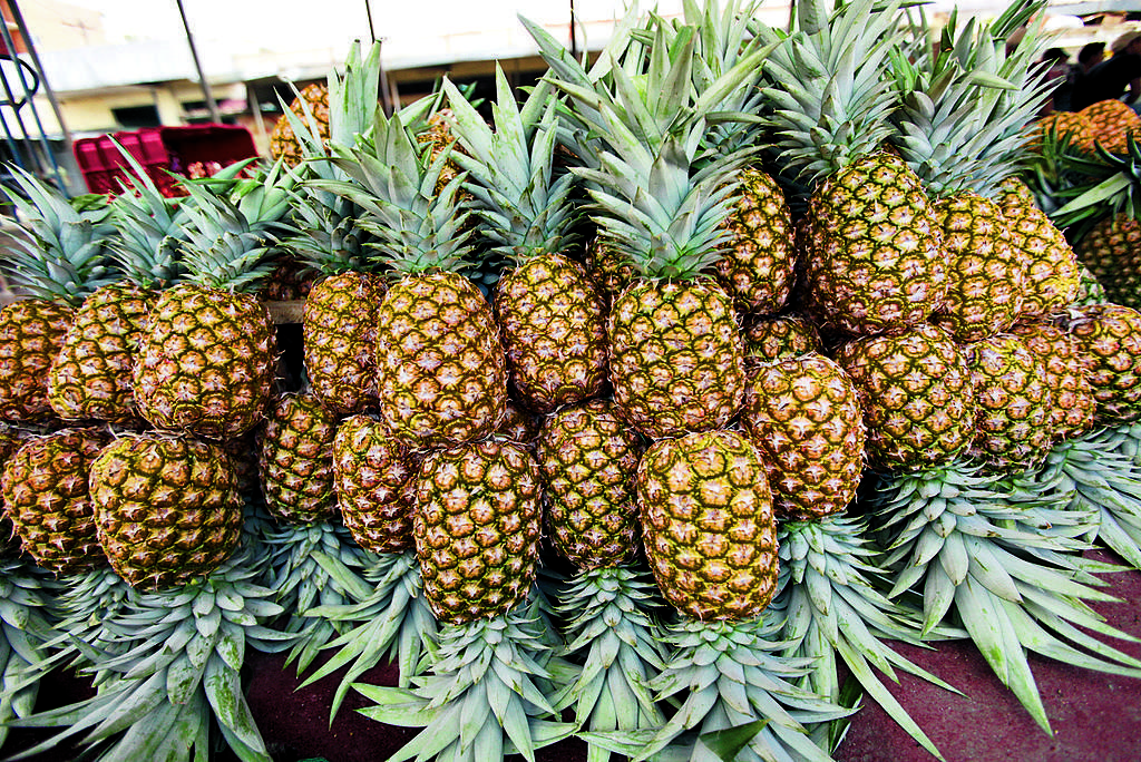 Piña. La producción del producto se mantiene.(Archivo.)