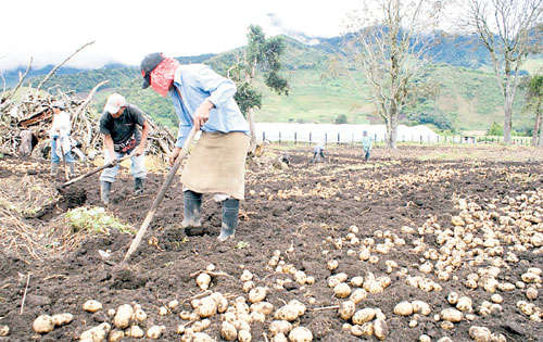 <p>Rendimiento. Se espera cultivar unos 200 mil quintales.</p>