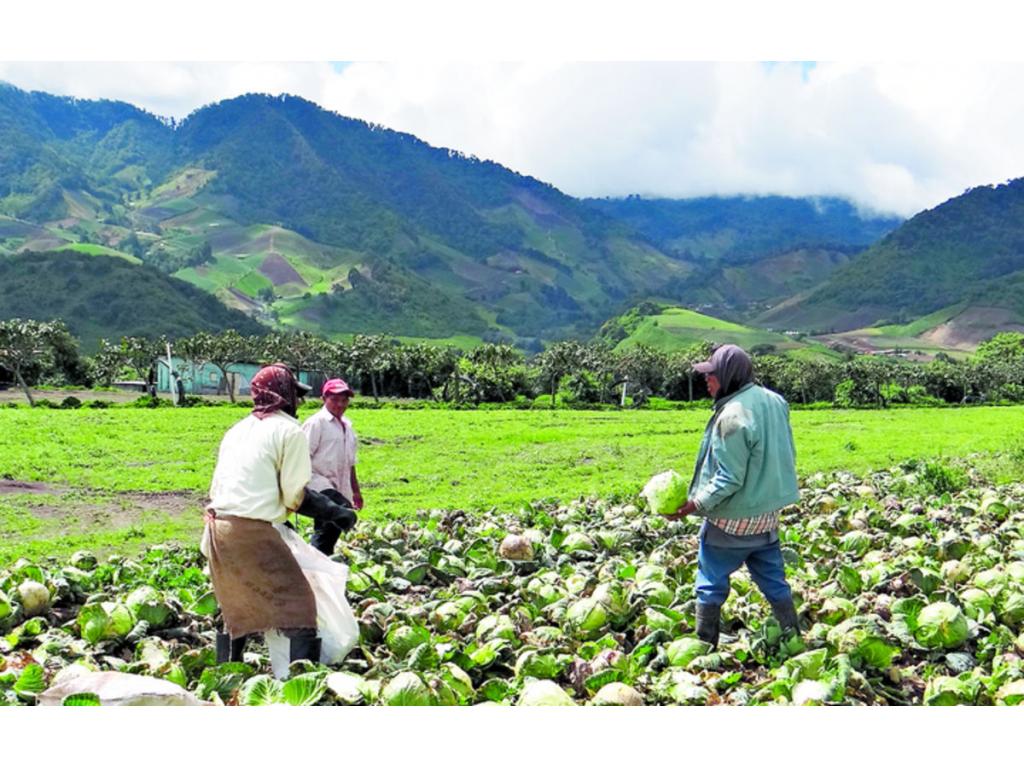 Los nuevos centros pos cosechas beneficiarán directamente a unos 3,500 productores de la provincia de Chiriquí, que van a suplir el mercado nacional para tratar de abaratar los elevados costos de la canasta básica.(Miguel Contreras)