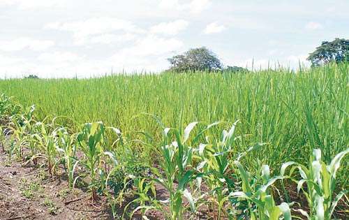 <p> Cultivos de arroz y maíz del asentamiento de Los Higos.</p>