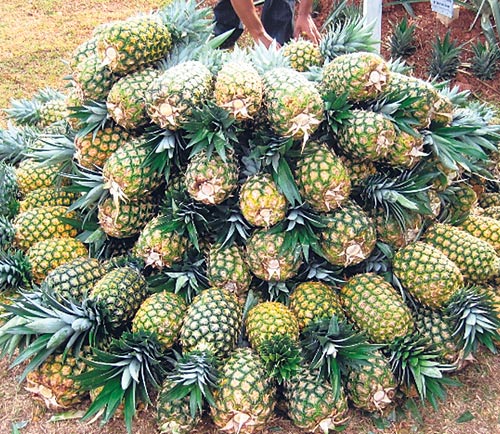 <p>Salud. La piña proporciona altas dosis de vitamina C.</p>