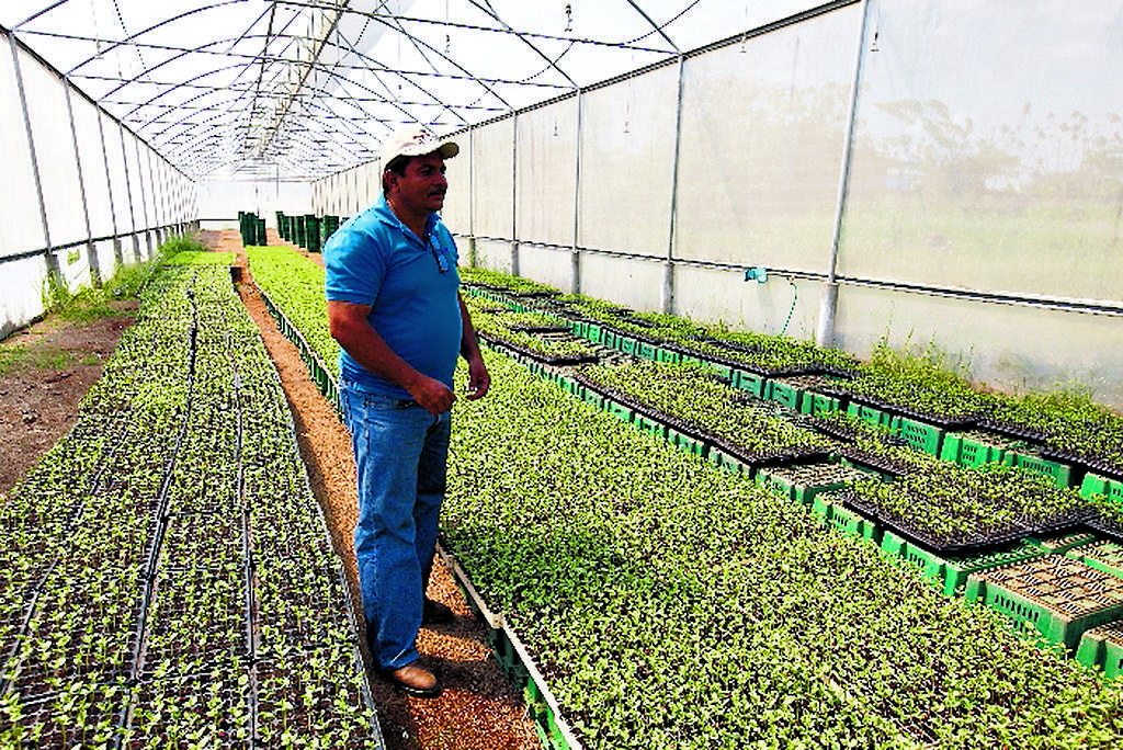 Productor. Domínguez tiene los plantones en un vivero.()