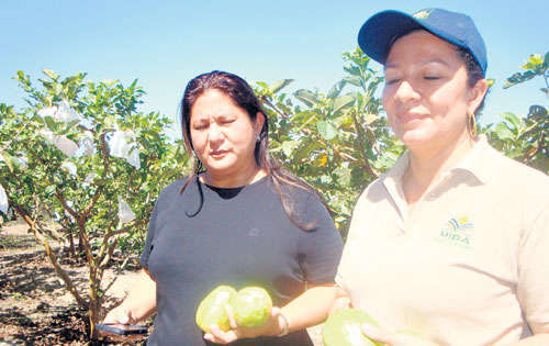 <p>Interés. Productoras de guayaba solicitan incentivos.</p>