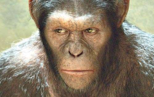<p>Único. Ceasar posee una inteligencia muy superior a los de su especie lo que va romper las cadenas. </p>