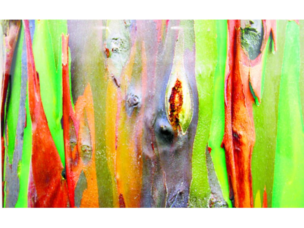 Belleza. No necesitan florecer para regalar sus colores vívidos.(Marly Domínguez.)