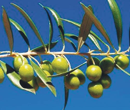 <p>Planta de olivo.</p>